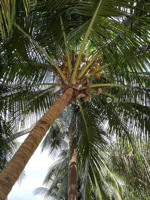 阳光明媚的一天，从下面看，奇异的国王椰子树(Cocos nucifera)和一簇椰子，映衬着棕榈叶和蓝天的背景